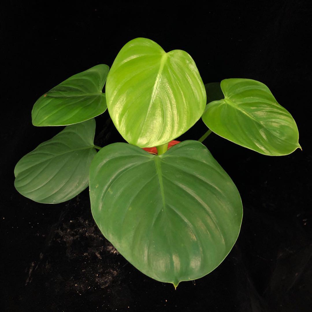 Philodendron Eximium Gardening Plants On Carousell