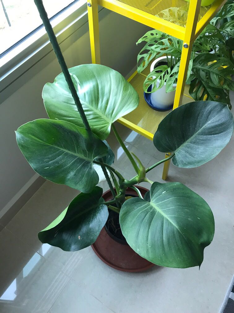 Philodendron White Wizard Furniture Home Living Gardening Plants Seeds On Carousell