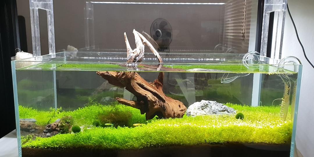 planted shrimp tank