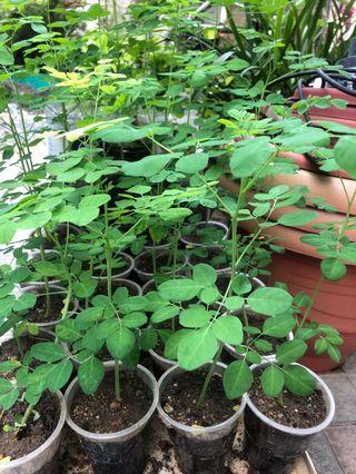 Fresh Moringa Seedling