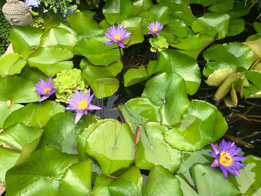 Water lily, Furniture & Home Living, Home Decor, Artificial Plants