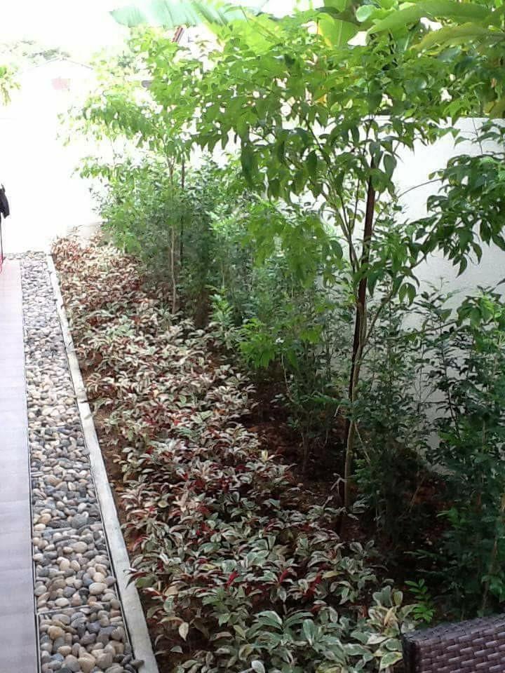 Landscape And Garden Maintenance Gardening Plants On Carousell