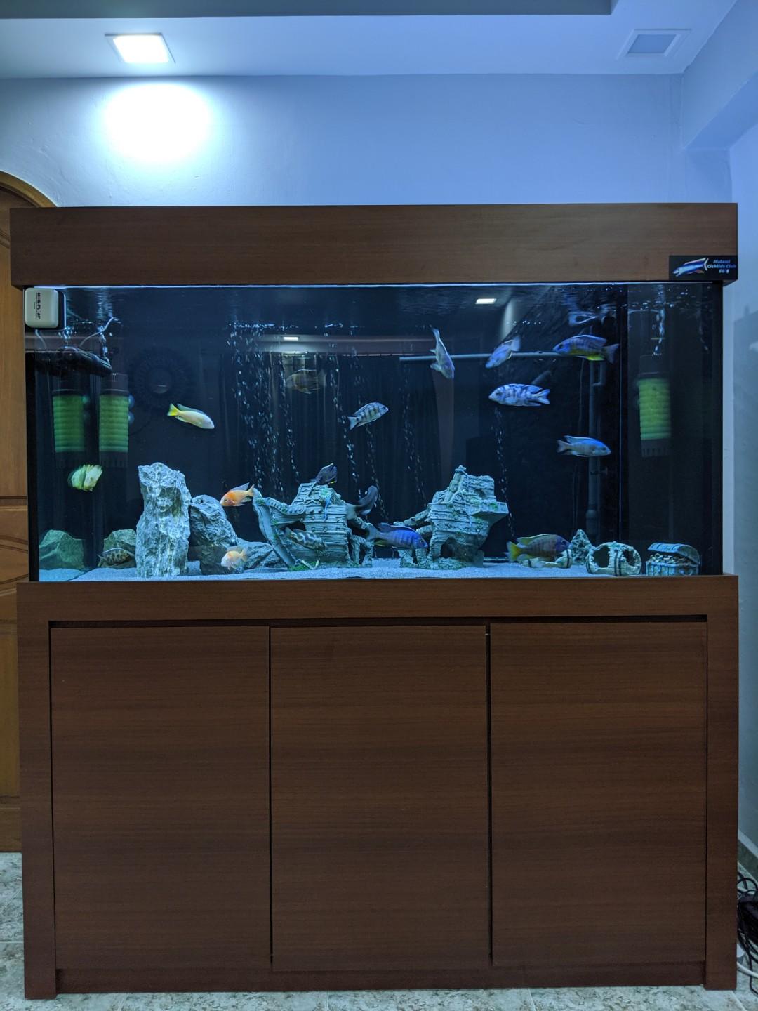 5ft aquarium fish tank 2025