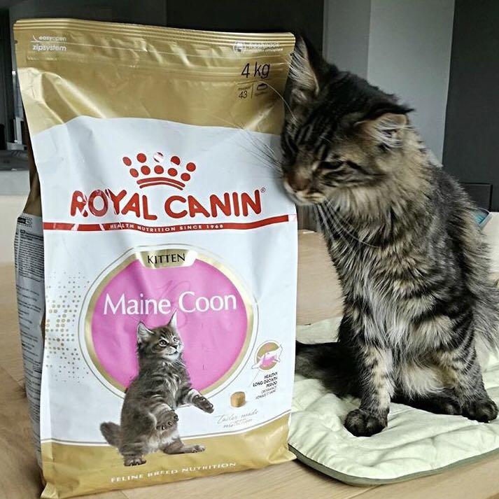 4kg Royal Canin Maine Coon Kitten Dry Cat Food Pet Supplies For Cats Cat Food On Carousell