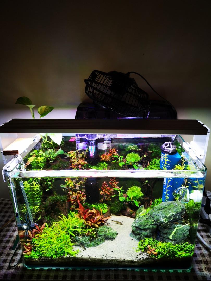 Aquascape Aquarium Terrarium Planted Tank Pet Supplies Pet Accessories On Carousell