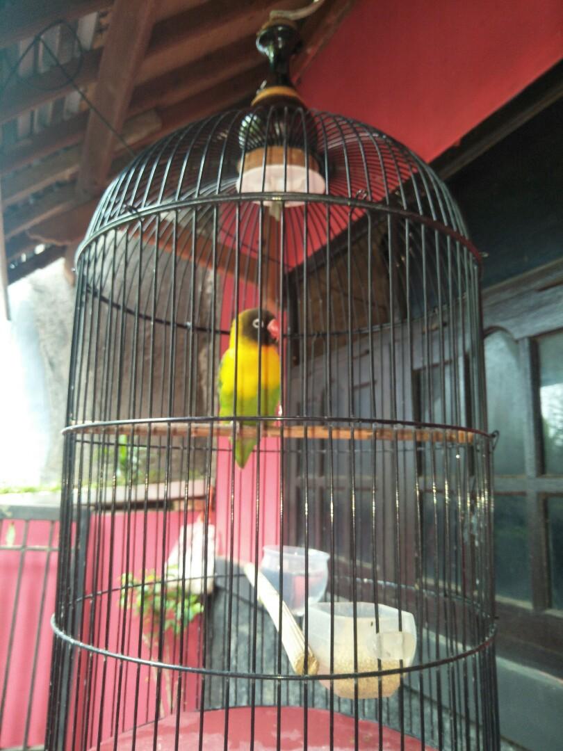 Burung Lovebird Dakocan Grade B Pet Supplies Accessories On