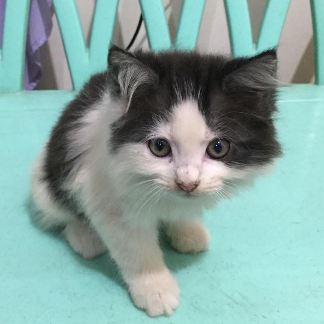 Mainecoon Half Exotic Shorthair Cat Panda On Carousell