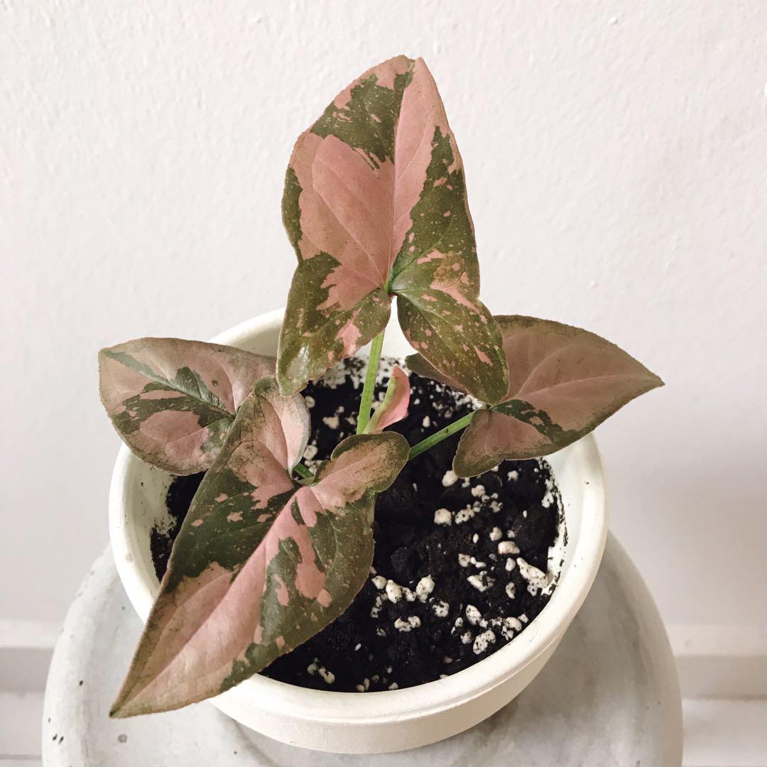 Syngonium Pink Splash Variegated In 10cm Handpainted Terracotta Pot Gardening Plants On Carousell #syngonium #plantcommunity #houseplants good morning beautiful plant friends and family. syngonium pink splash variegated in 10cm handpainted terracotta pot