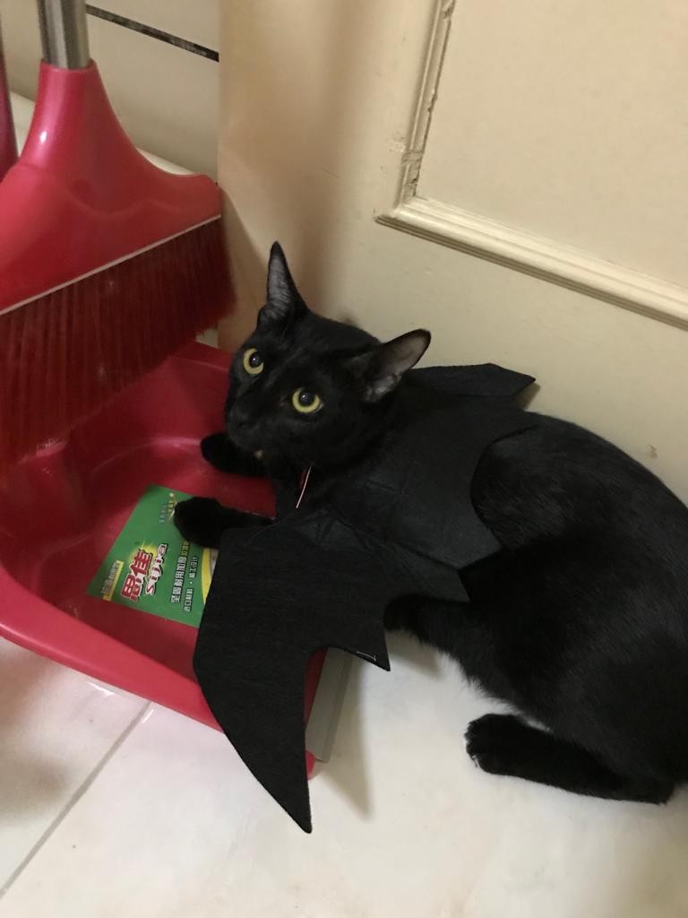 Black Wings N Lion Hat Pet Supplies For Cats Cat Accessories On Carousell