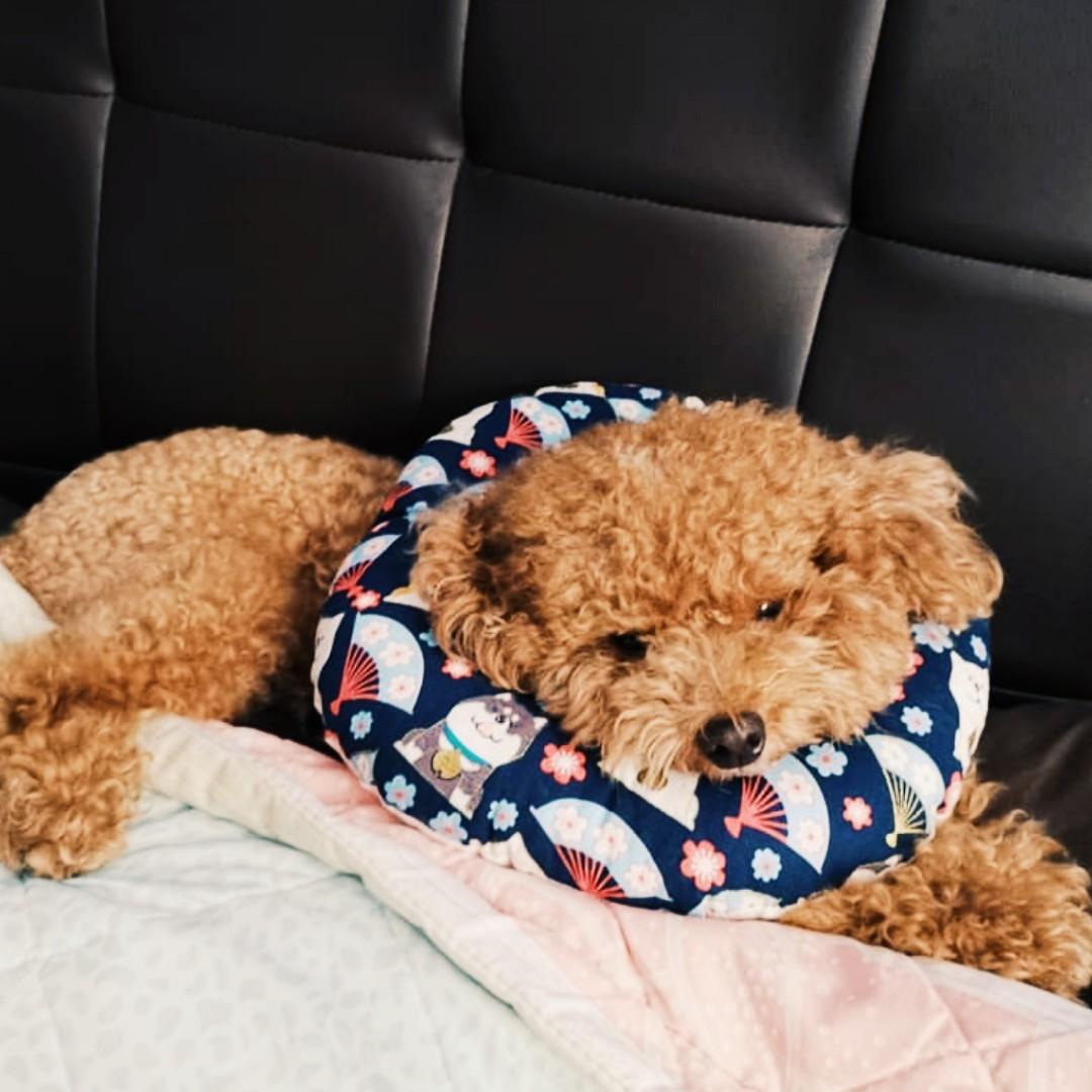 BN comfortable japanese print cushion pet ecollar cone for dogs cats