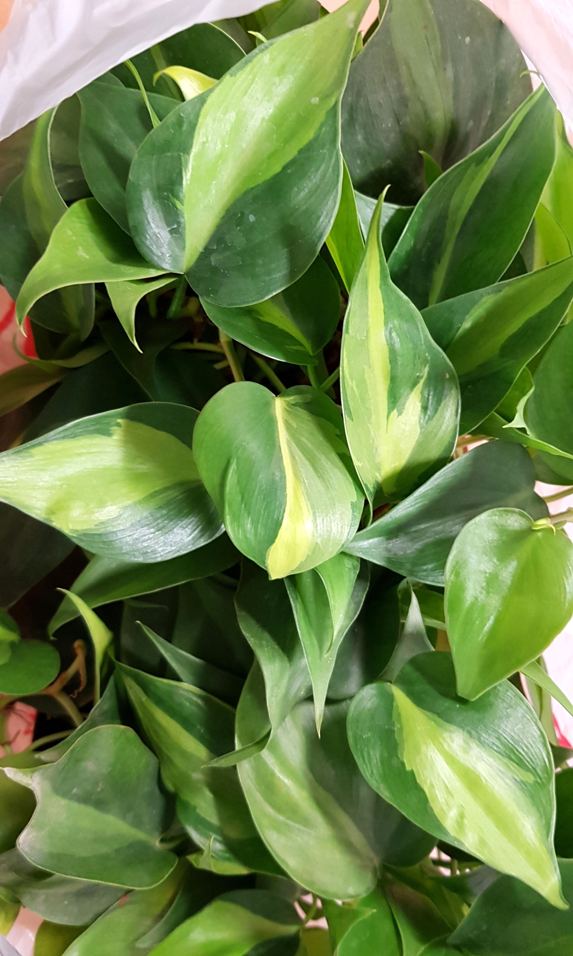 Plant - Philodendron Scanden variegated / Heart-Leaf Philodendron