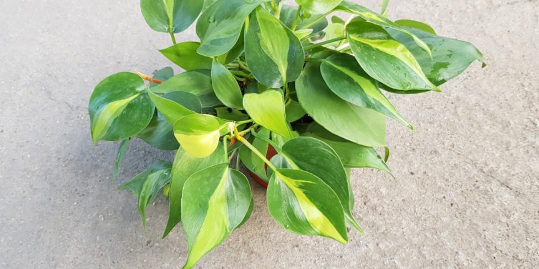 Plant - Philodendron Scanden variegated / Heart-Leaf ...