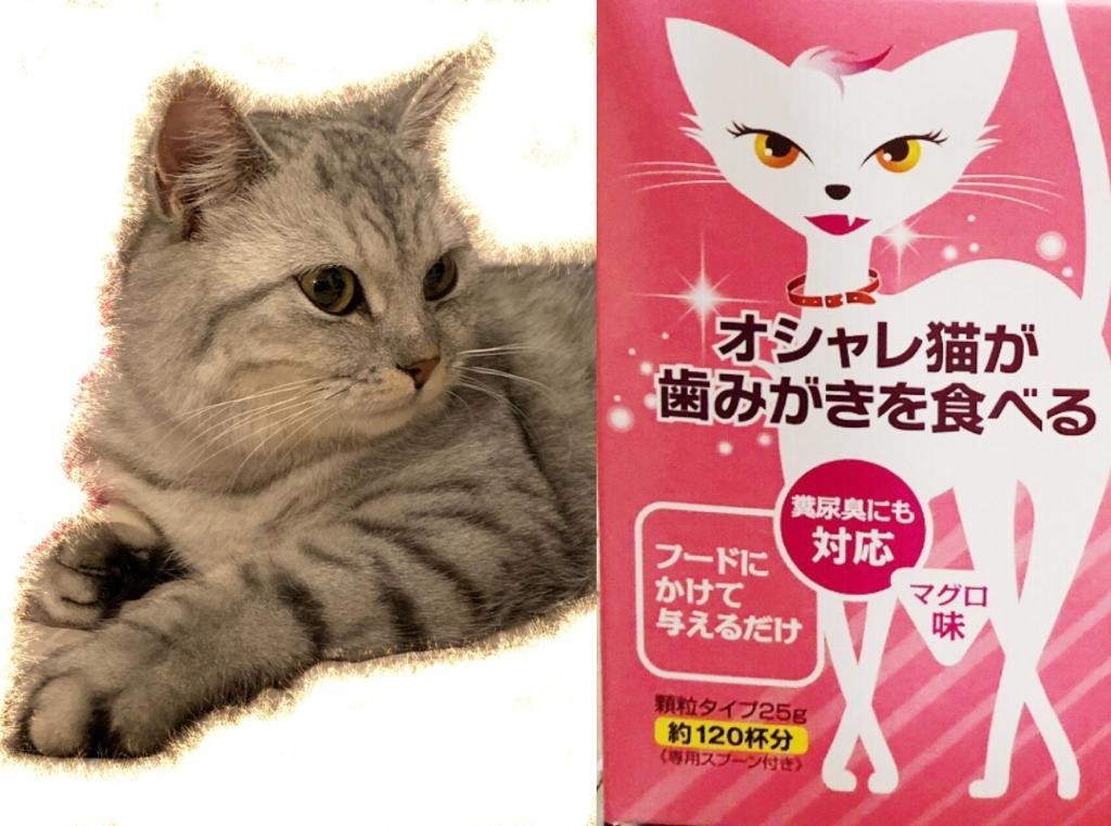 373円 売れ筋ランキングも掲載中! トーラス 歯みがきラクヤー マグロ 愛猫用 25g x 1 373円 売れ筋ランキングも掲載中! トーラス 歯みがきラクヤー マグロ 愛猫用 25g x 1
