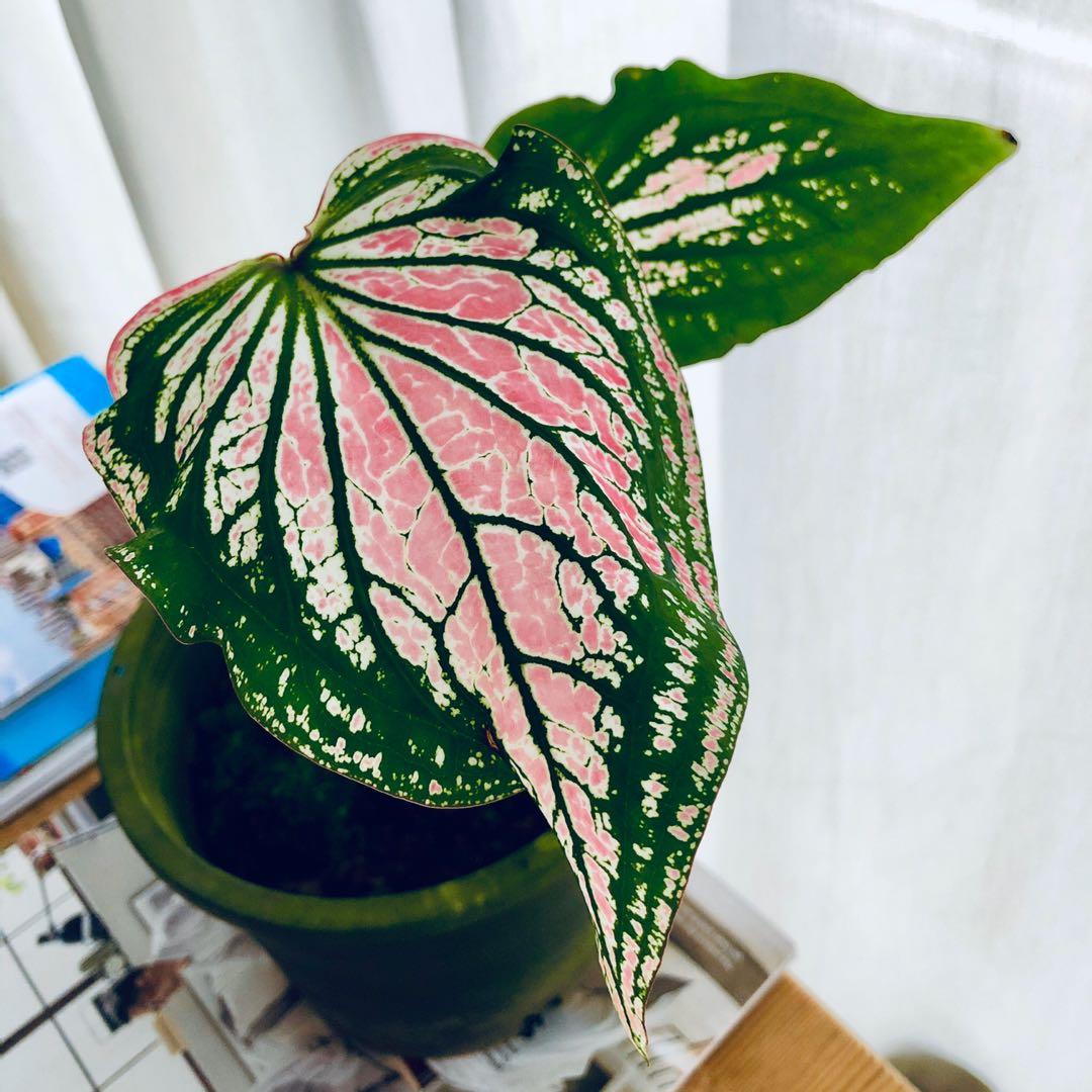 Caladium Thai Beauty Gardening Plants On Carousell
