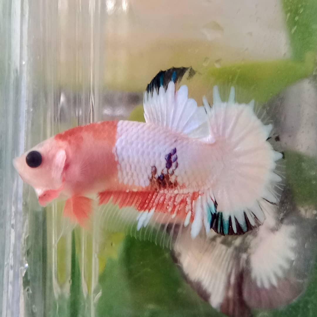 Cupang Ws Perlengkapan Hewan Makanan Hewan Di Carousell