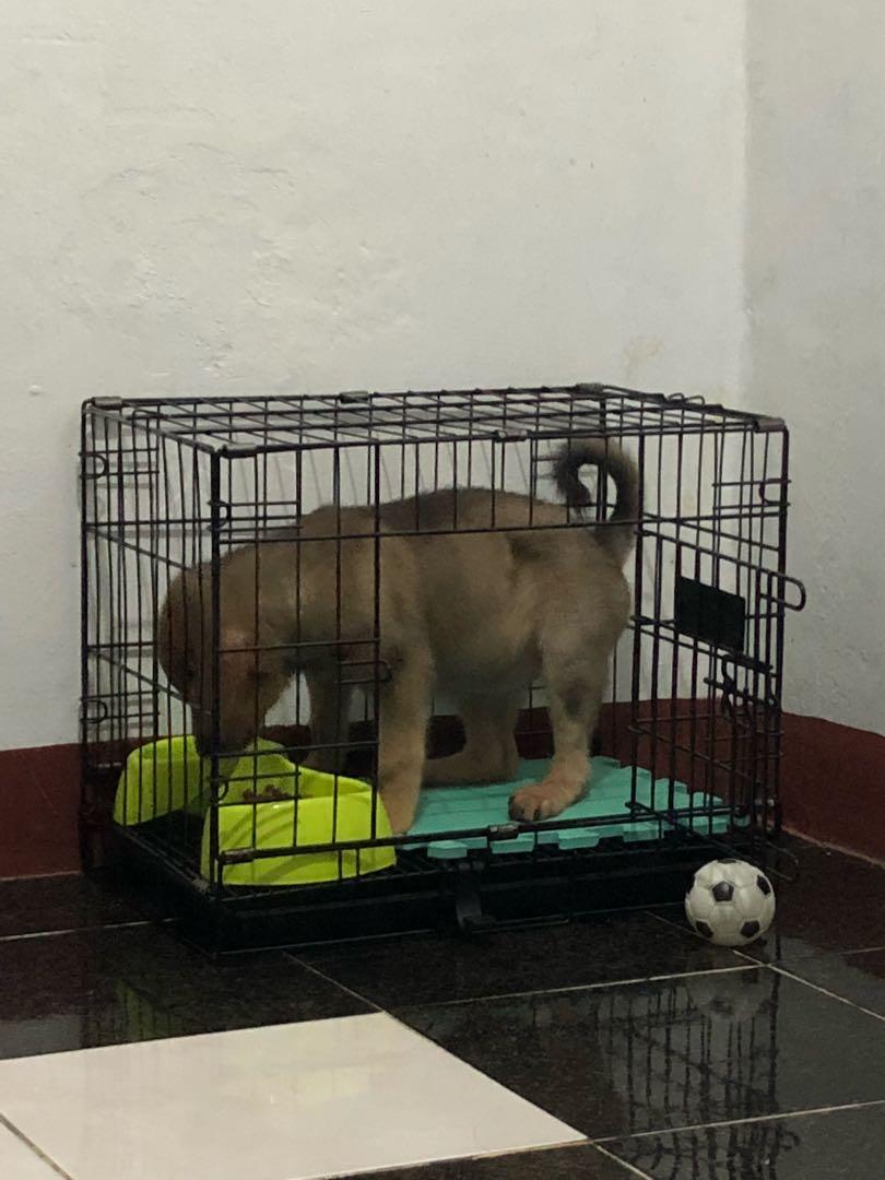 second hand dog clippers