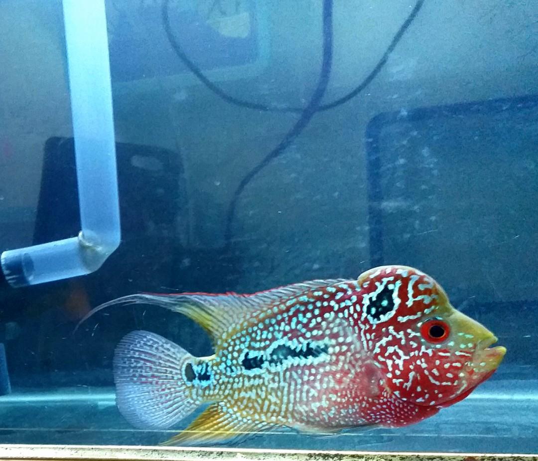880+ Desain Aquarium Louhan Terbaru