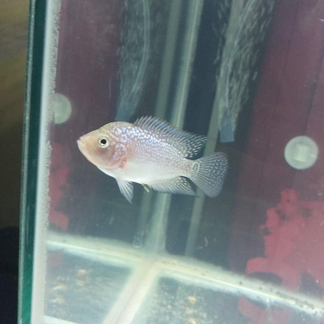 Ikan Louhan Kamfa Import Barang Yang Dicari Di Carousell