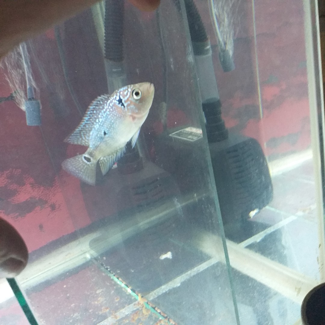 Ikan Louhan Kamfa Mata Putih Barang Yang Dicari Di Carousell