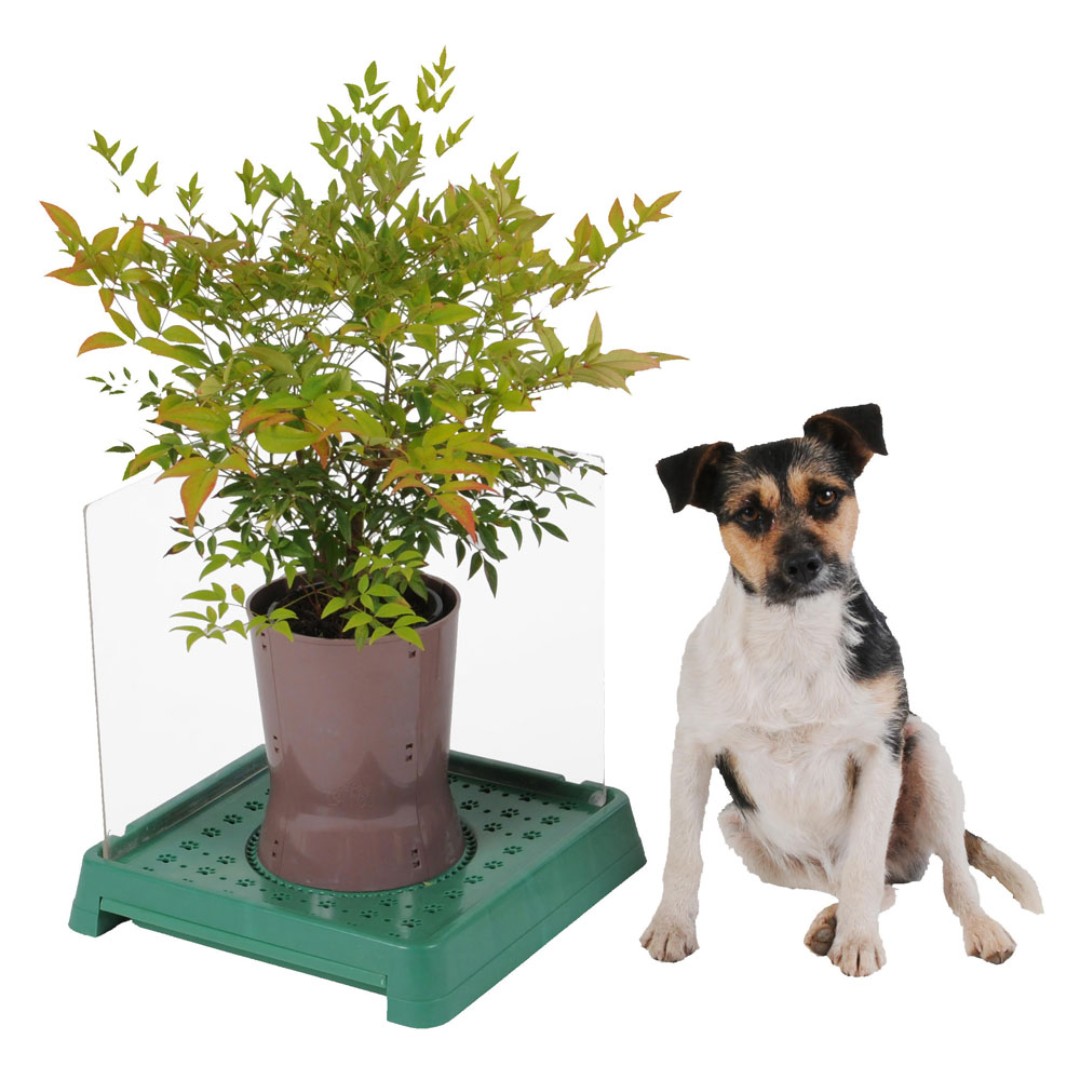 Indoor dog 2025 pee tree