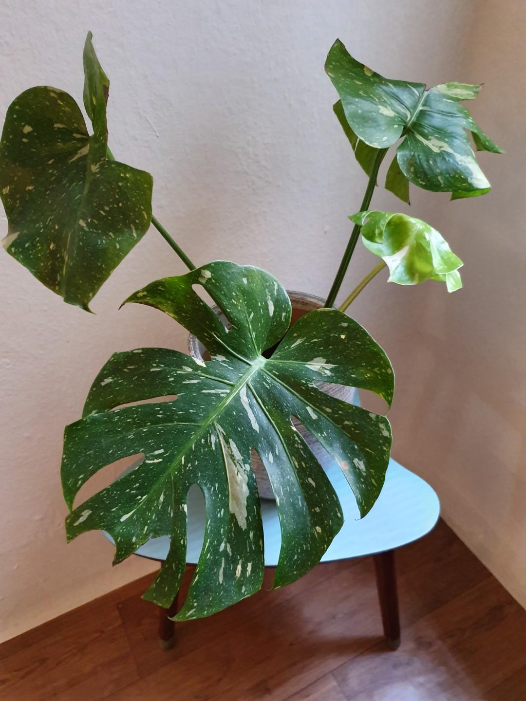Wallpaper Rare Variegated Monstera Deliciosa Thai Constellation 55cm Tall Free HD