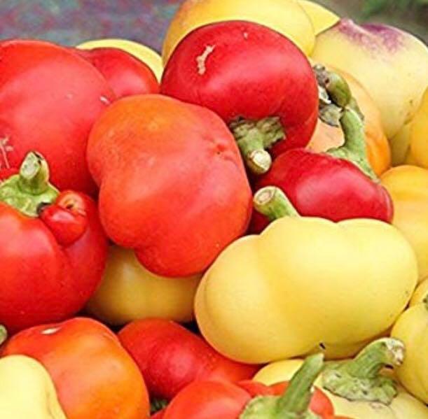 Get Wallpaper 15 Seeds Alma Paprika Pepper Gardening Plants On Carousell Desktop Wallpaper