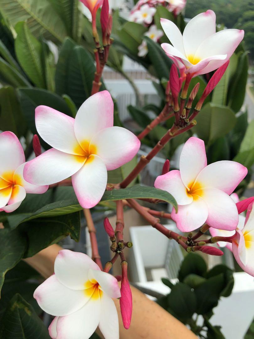 Plumeria Frangipani plant for sale, Gardening, Plants on Carousell