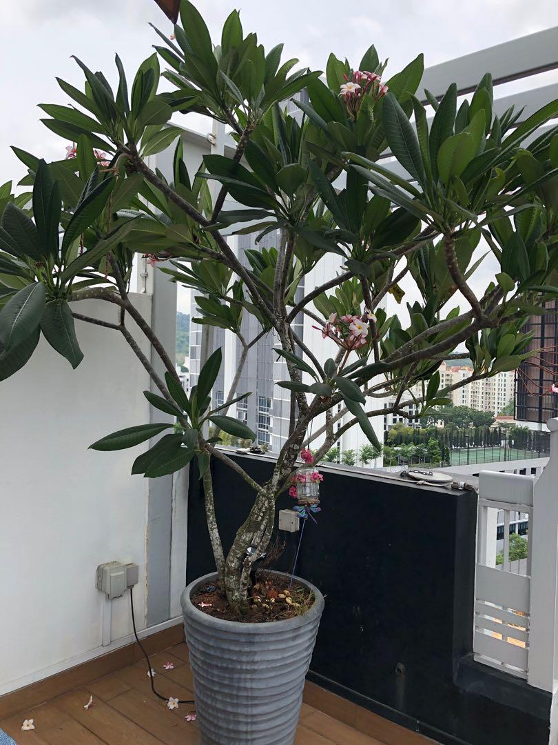 Plumeria Frangipani plant for sale, Gardening, Plants on Carousell Plumeria Frangipani plant for sale, Gardening, Plants on Carousell