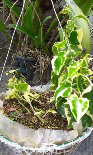 English Ivy - Indoor  plants