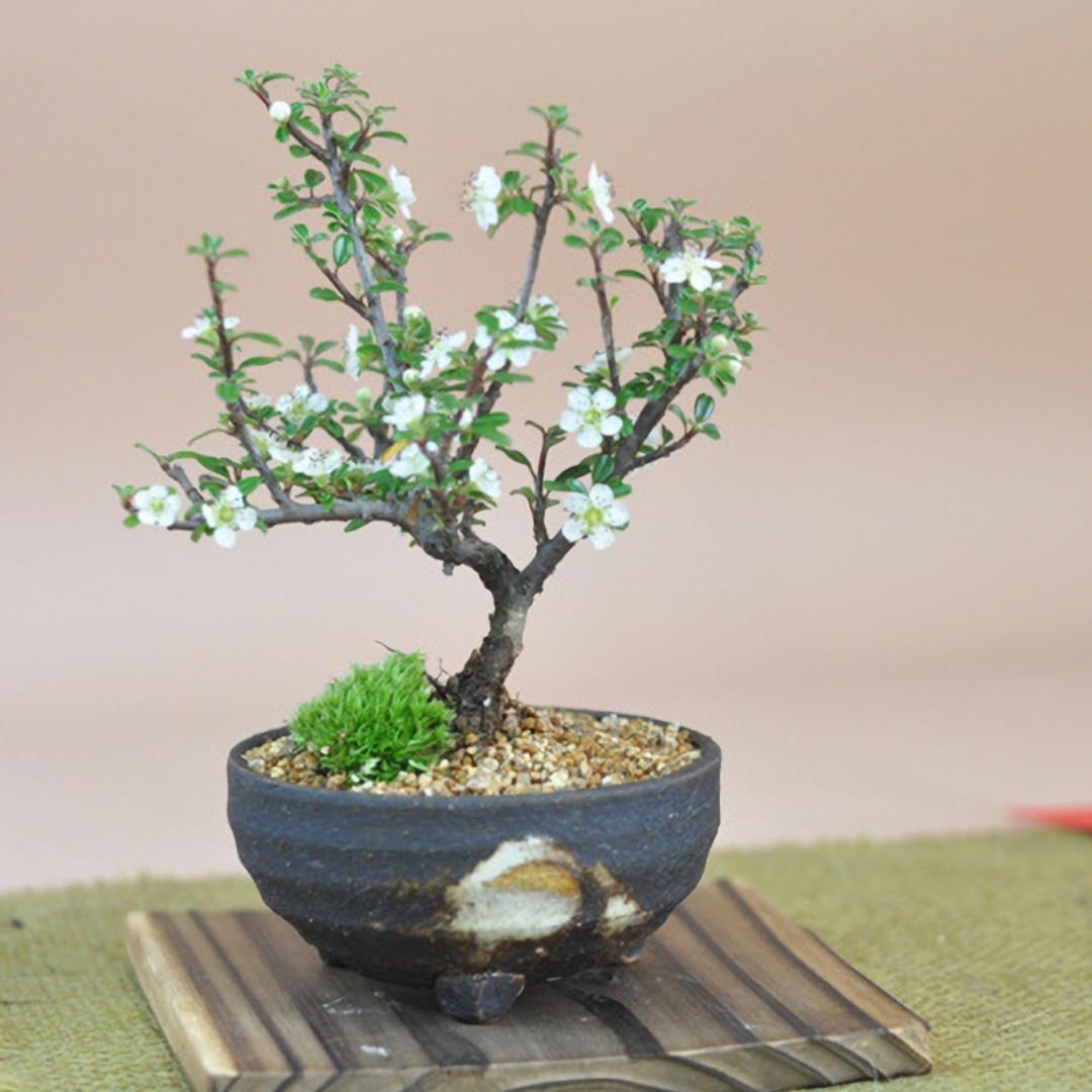 代訂日本紅紫檀八房性小葉 傢俬 家居 家居裝飾 人工植物盆栽 Carousell