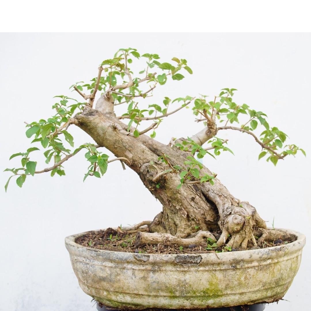 Bonsai Lantana Camara 64 2015 Gardening Plants On Carousell