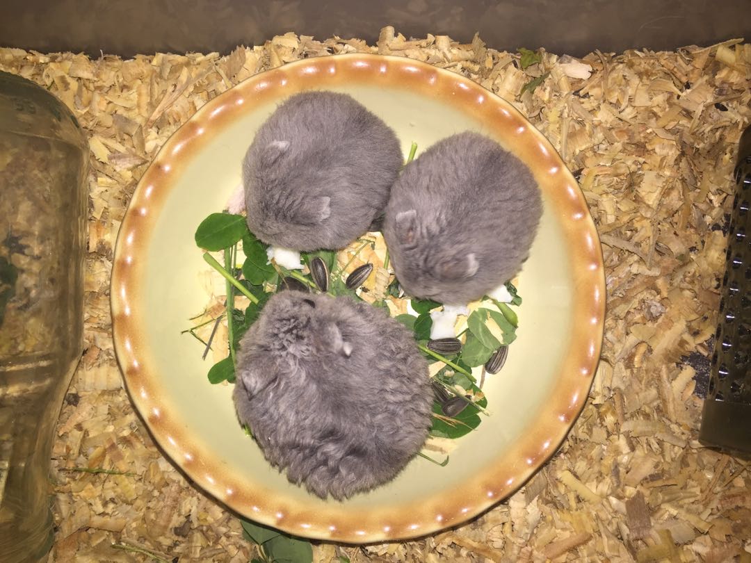 Campbell hamster sales for sale