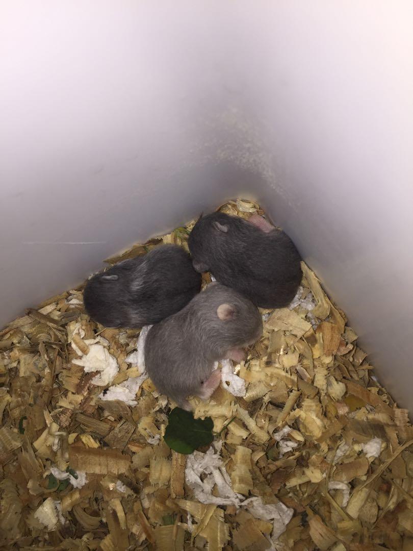 Campbell hamster for sale sale