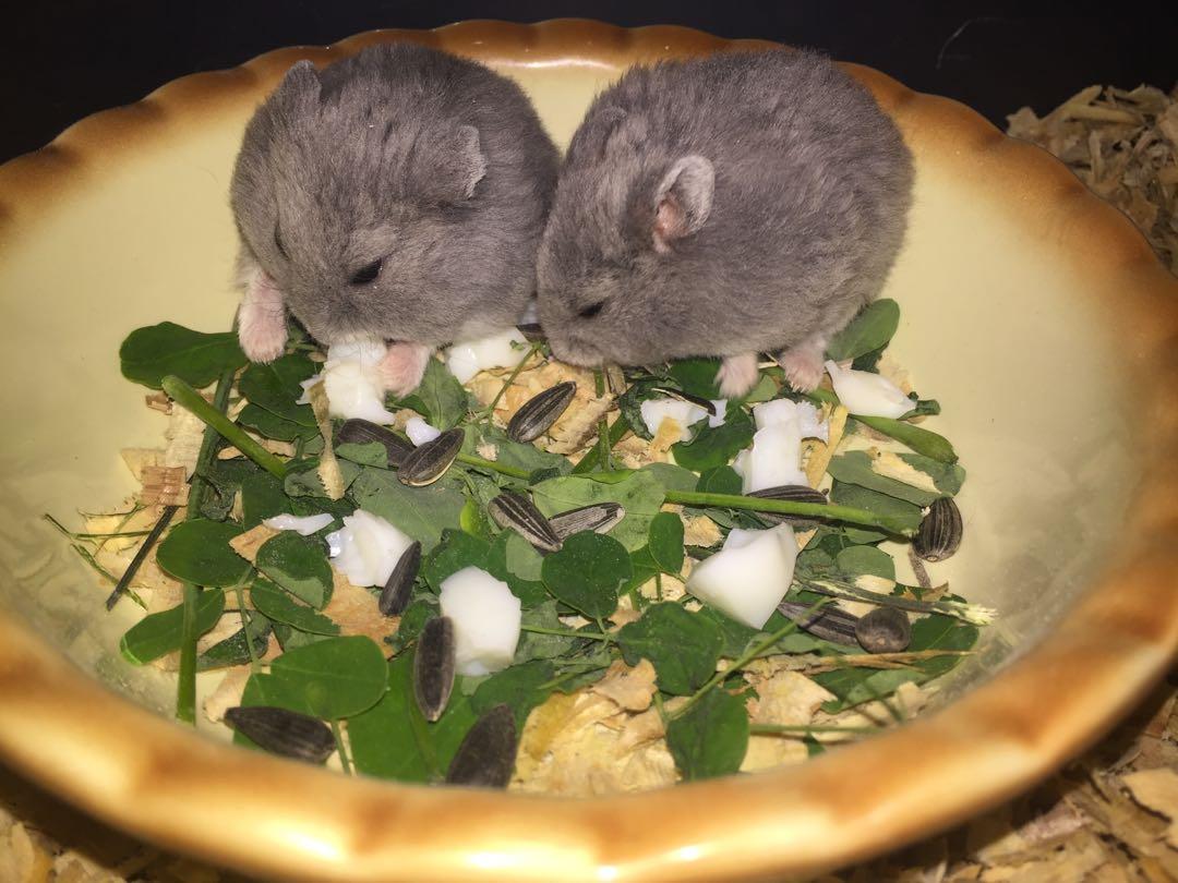 Campbell hamster for hotsell sale