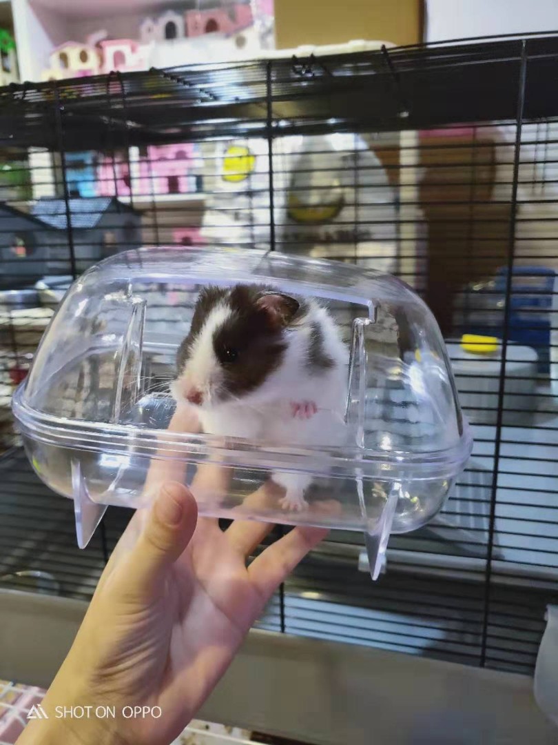 Hamster potty, Pet Supplies, Homes & Other Pet Accessories on Carousell