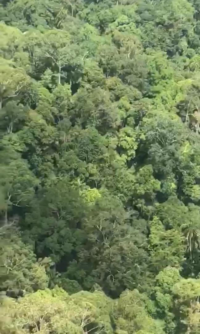 LAND FOR OIL PALM PLANTATION, at Sarawak . 12,500 acres, Property, For