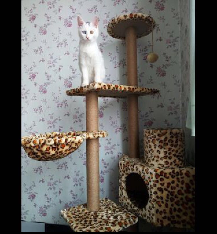 leopard cat tree