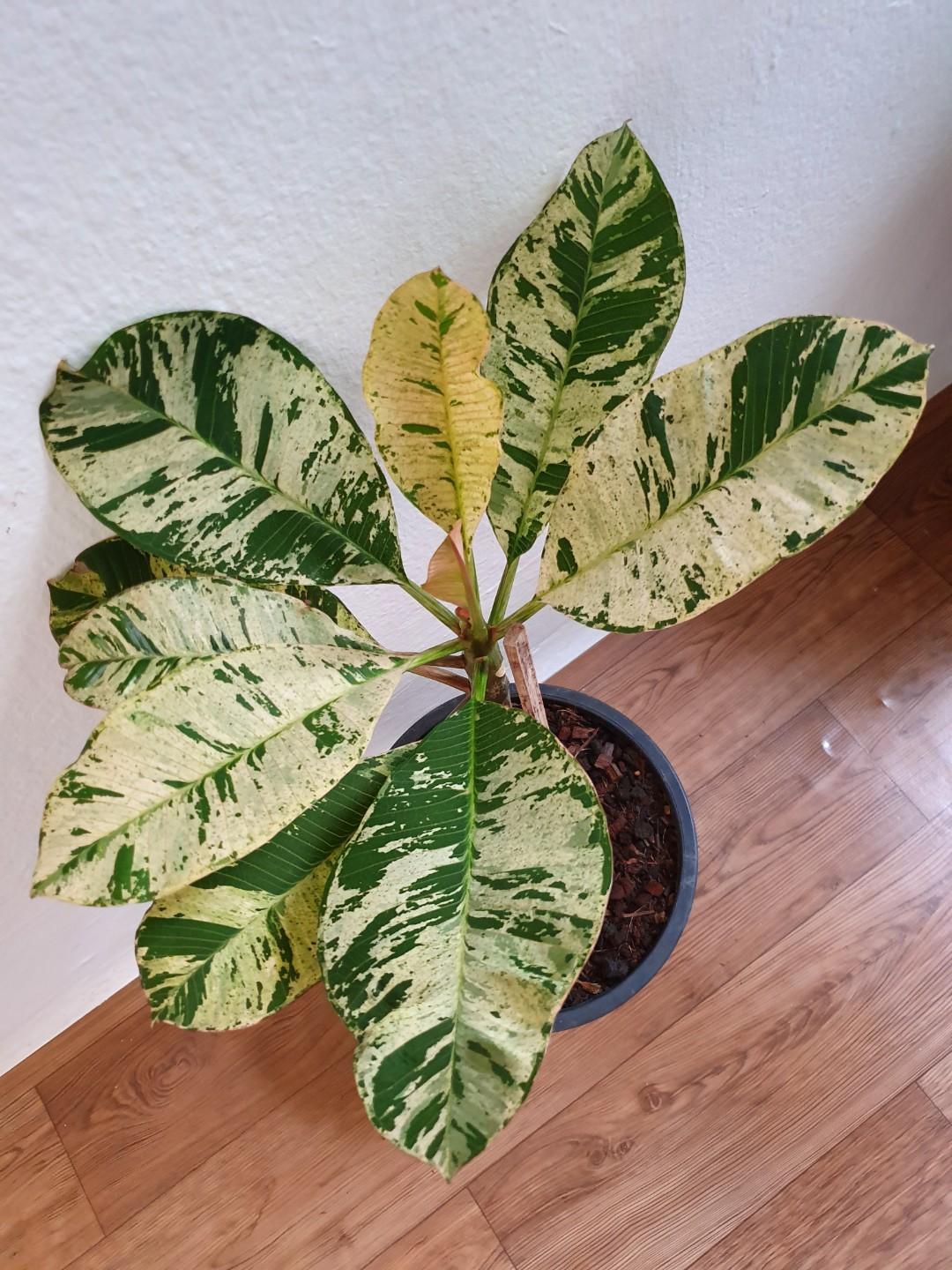 Free phyto@@ Plumeria with rooted "Nam Wan Leaf" Tropical Plant Variegated RARE Free phyto@@ Plumeria with rooted "Nam Wan Leaf" Tropical Plant Variegated RARE