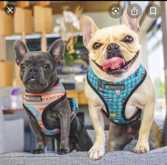 Frenchie harness sale brand