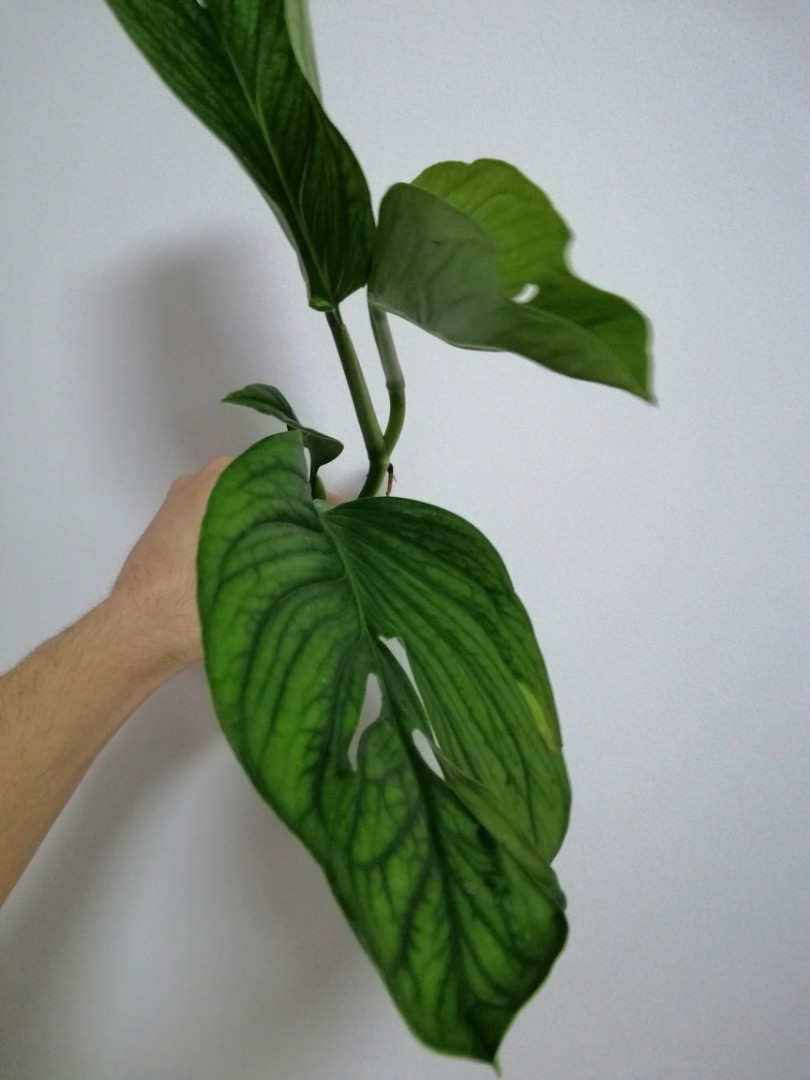 monstera pinnatipartita “Siam Monster” rare plant, Furniture & Home