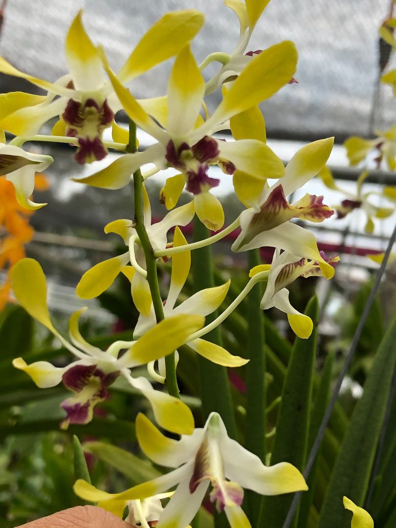 Orchids,Dendrobium MargaretRathi Alfreds, Furniture & Home Living