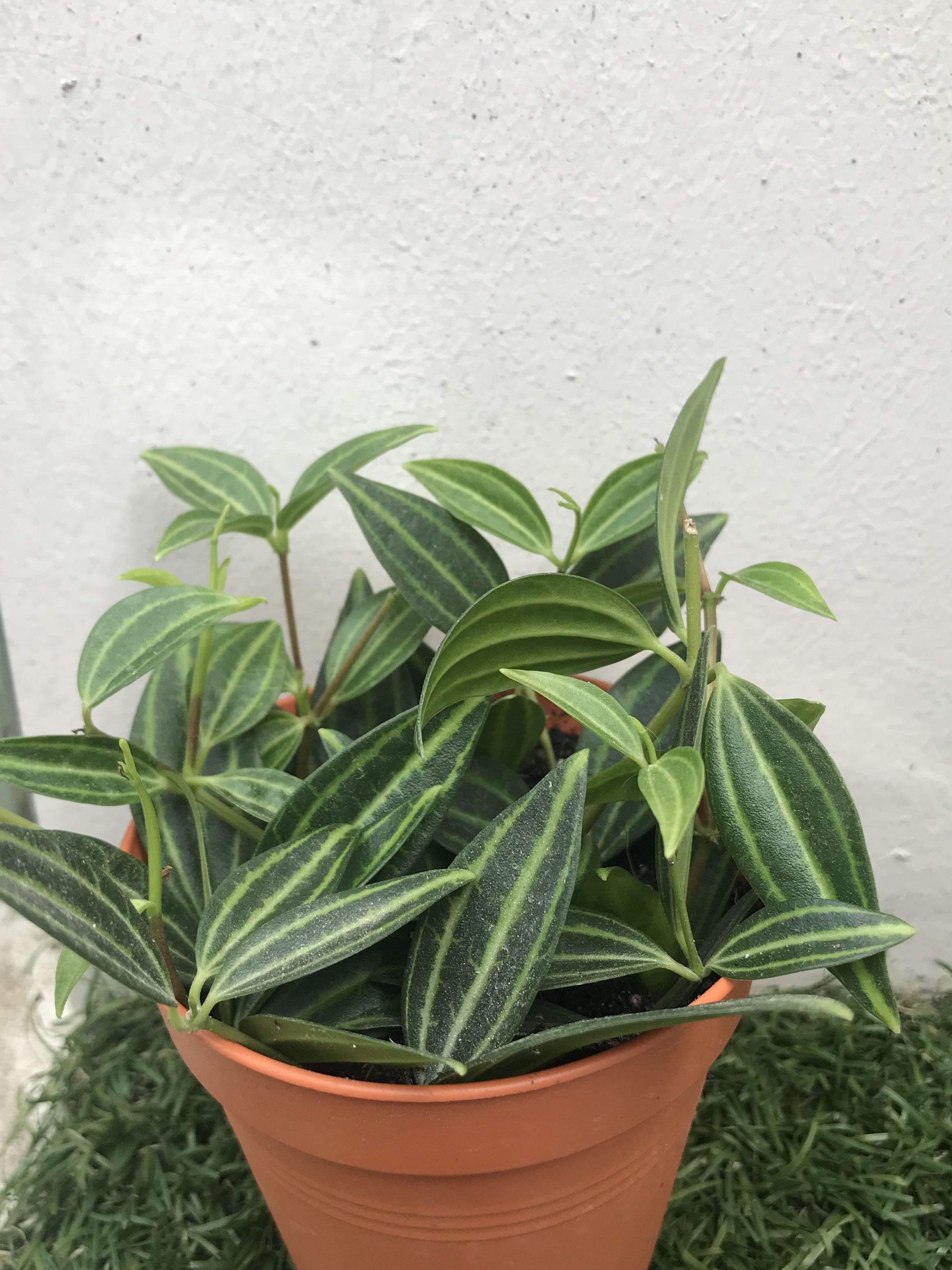 Peperomia Angulata Gardening Plants On Carousell
