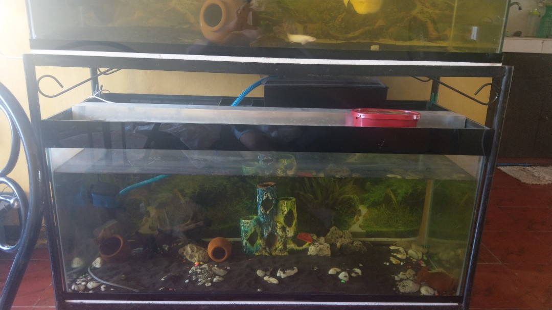 75 gallon hamster tank