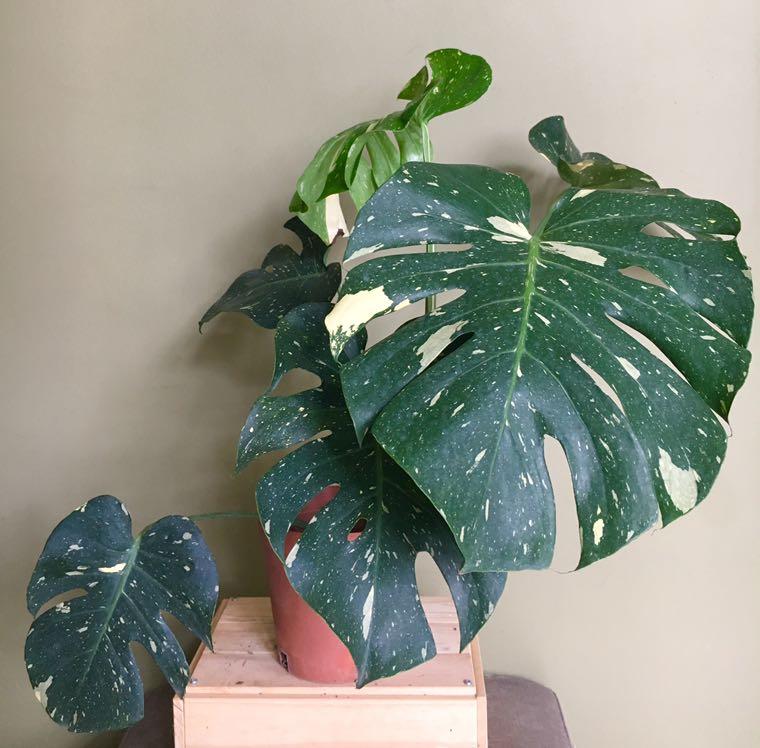 Monstera Thai Constellation Home Furniture Gardening On Carousell