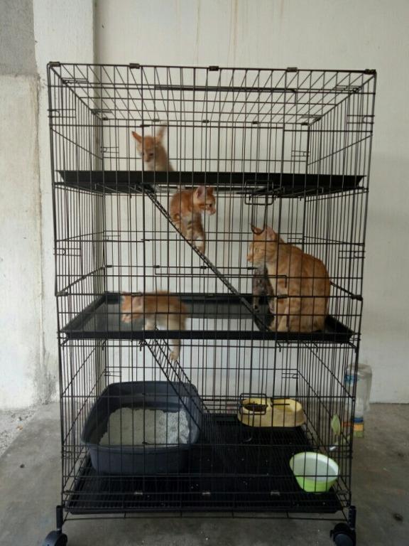 Baru Dalam Kotak Sangkar Kucing Full Tray, Pet Supplies, Pet 
