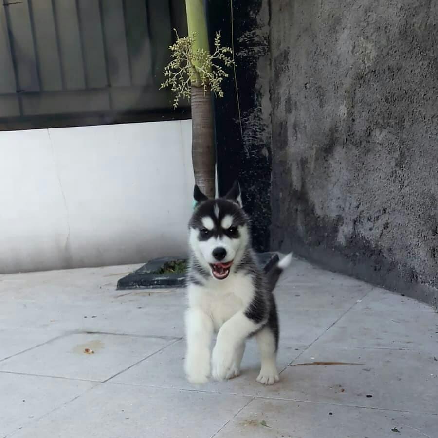 Husky sales dog harga