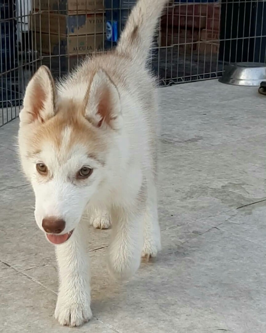 Dijual Anjing Impor Pet Supplies Accessories On Carousell