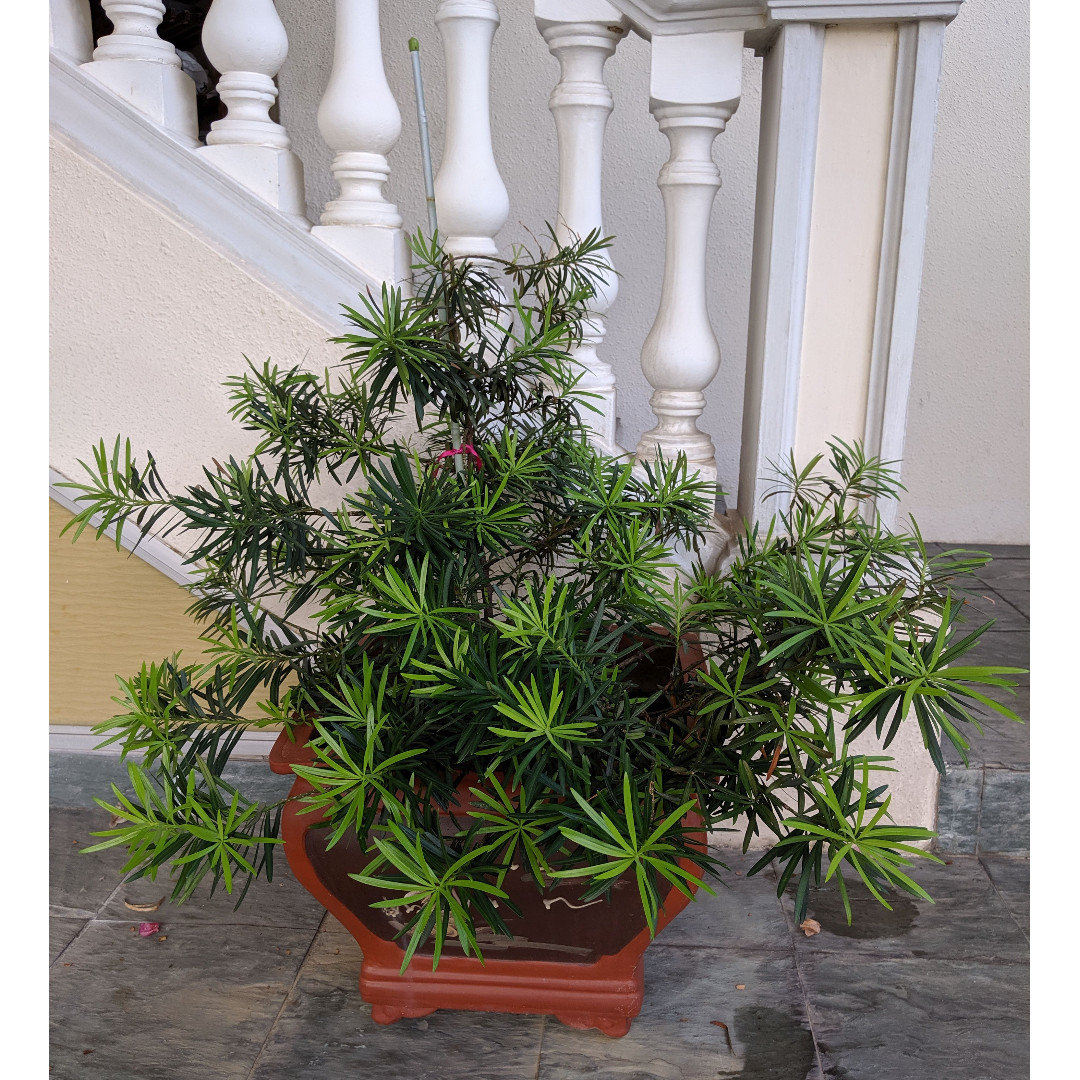 Luo Han Song Buddhist Pine 罗汉松, Furniture & Home Living, Gardening ...