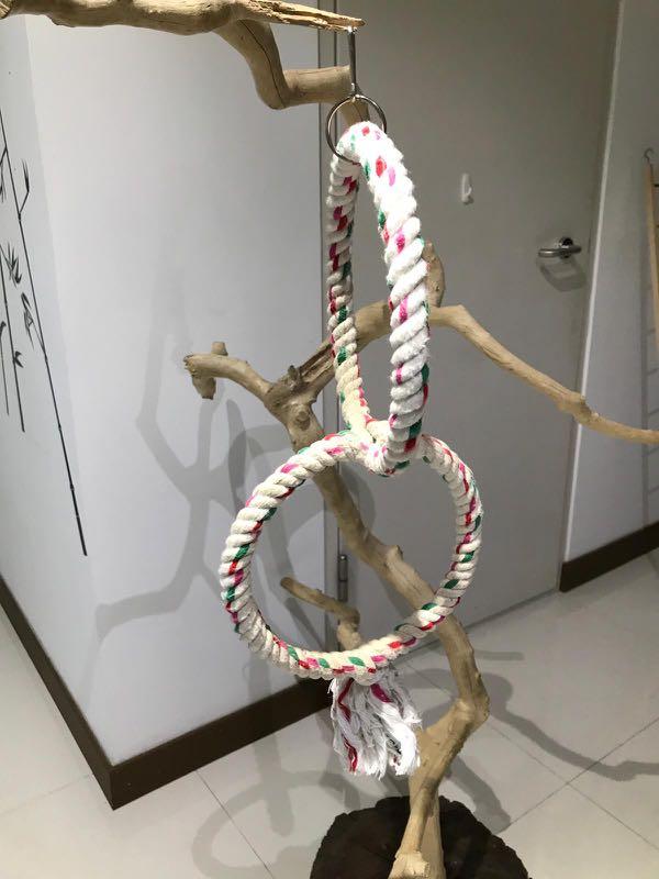 parrot rope swings