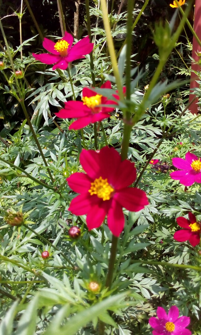 Red Cosmos Flower For Sale Furniture Home Living Gardening Plants Seeds On Carousell